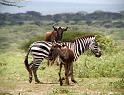 Partners in the migration